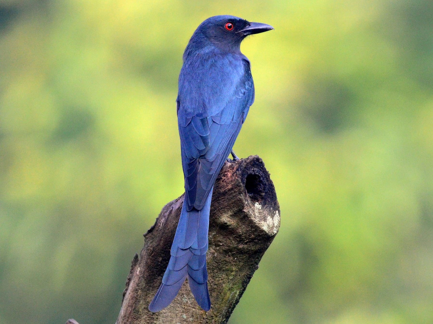 Ashy Drongo